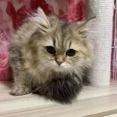 ペルシャ(チンチラ)