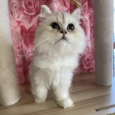 ペルシャ(チンチラ)