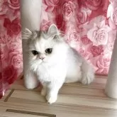 ペルシャ(チンチラ)
