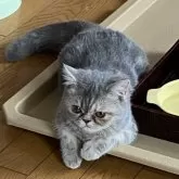 エキゾチックショートヘア