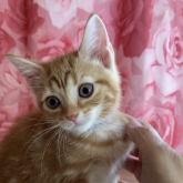 アメリカンショートヘア