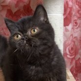 エキゾチックショートヘア