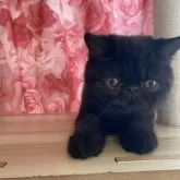 エキゾチックショートヘア