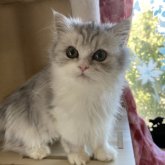 ペルシャ(チンチラ)