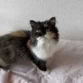 エキゾチックロングヘア