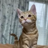 アメリカンショートヘア