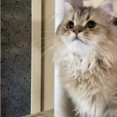 ペルシャ(チンチラ)