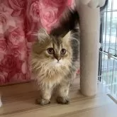 ペルシャ(チンチラ)