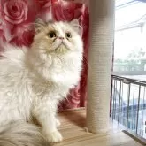 エキゾチックロングヘア