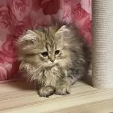 ペルシャ(チンチラ)【福岡県・男の子・2025年1月10日・チンチラゴールデン】の写真1