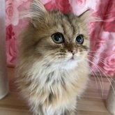 ペルシャ(チンチラ)