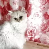 ペルシャ(チンチラ)