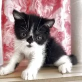 エキゾチックショートヘア