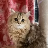 ペルシャ(チンチラ)