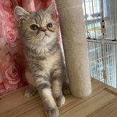 エキゾチックショートヘア