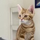 アメリカンショートヘア