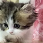 ペルシャ(チンチラ)【福岡県・男の子・2025年11月21日・ブラウンタビー&ホワイト】の写真4