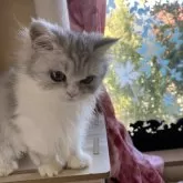 ペルシャ(チンチラ)【福岡県・男の子・2025年5月30日・チンチラシルバー】の写真2「抱っこ大好き」