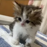 ペルシャ(チンチラ)【福岡県・男の子・2026年1月16日・ブラウンタビー&ホワイト】の写真3