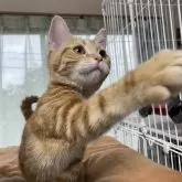 アメリカンショートヘア【福岡県・女の子・2025年3月25日・レッドタビー】の写真3