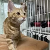 アメリカンショートヘア【福岡県・女の子・2025年3月25日・レッドタビー】の写真4