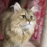 ペルシャ(チンチラ)【福岡県・男の子・2025年4月14日・チンチラゴールデン】の写真5