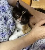 エキゾチックショートヘア【福岡県・女の子・2025年5月29日・キャリコ】の写真2