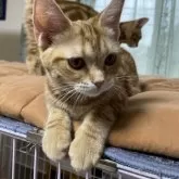 アメリカンショートヘア【福岡県・女の子・2025年3月25日・レッドタビー】の写真5