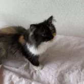 エキゾチックロングヘア【福岡県・女の子・2025年4月28日・キャリコ】の写真5