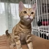 アメリカンショートヘア【福岡県・女の子・2025年3月25日・レッドタビー】の写真2