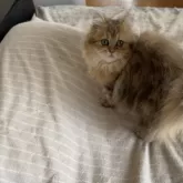 ペルシャ(チンチラ)【福岡県・女の子・2025年4月5日・チンチラゴールデン】の写真6