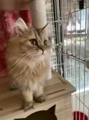 ペルシャ(チンチラ)【福岡県・男の子・2025年4月14日・チンチラゴールデン】の写真4