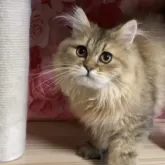 ペルシャ(チンチラ)【福岡県・男の子・2025年4月14日・チンチラゴールデン】の写真7