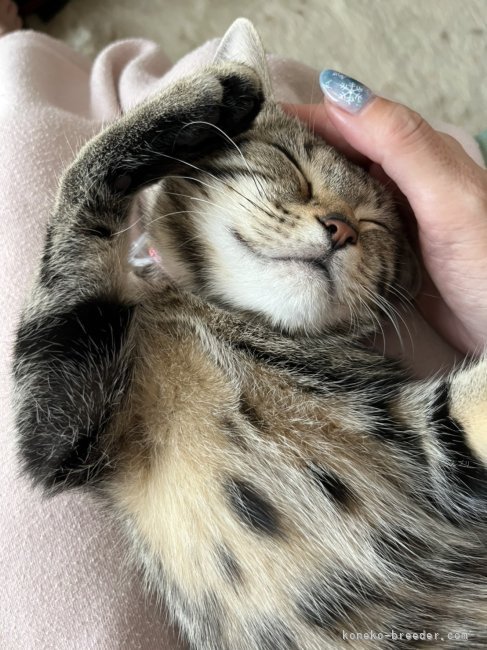 2023/6/4生まれのアメショちゃん、お迎え後のご様子✨️｜板敷　直紘(いたしき　なおひろ)ブリーダー(千葉県・スコティッシュフォールドなど・(DCC) ※TICA傘下クラブ/JDCC登録)の紹介写真3