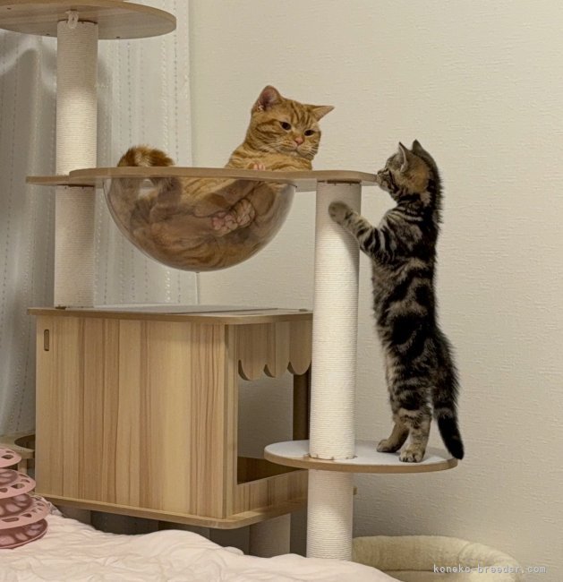 板敷直紘ブリーダーのブログ：うちにいる子猫たち＆お迎え後のご様子☺️