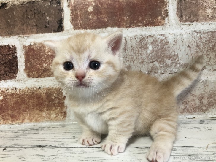 板敷直紘ブリーダーのブログ：3/19生まれスコちゃん掲載＆猫たちの健康診断😊