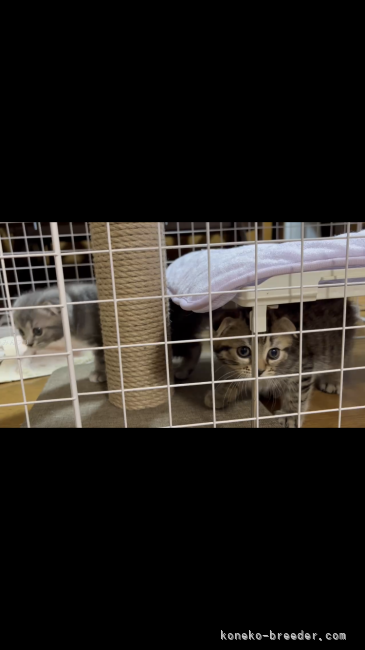 板敷直紘ブリーダーのブログ：5/31生まれスコちゃん、お迎えありがとうございましたm(_ _)m