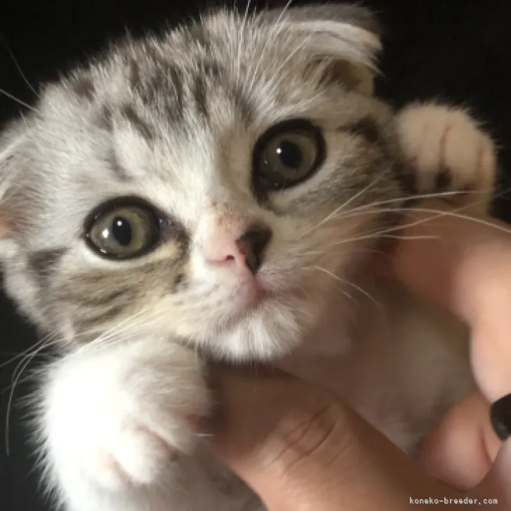 ID：2307-02210の子猫