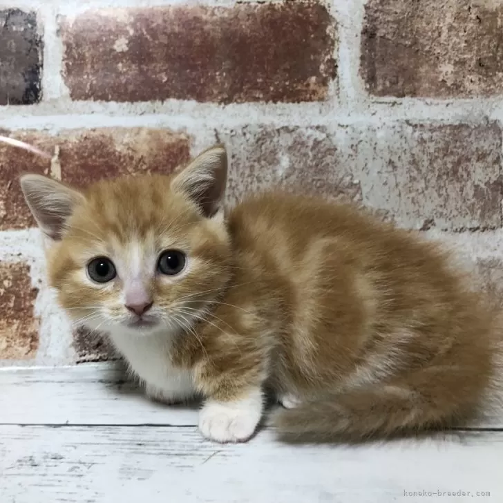 ID：2411-00965の子猫