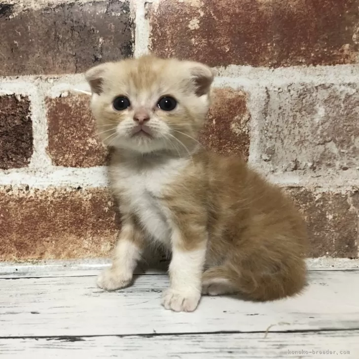 ID:2410-02902の子猫