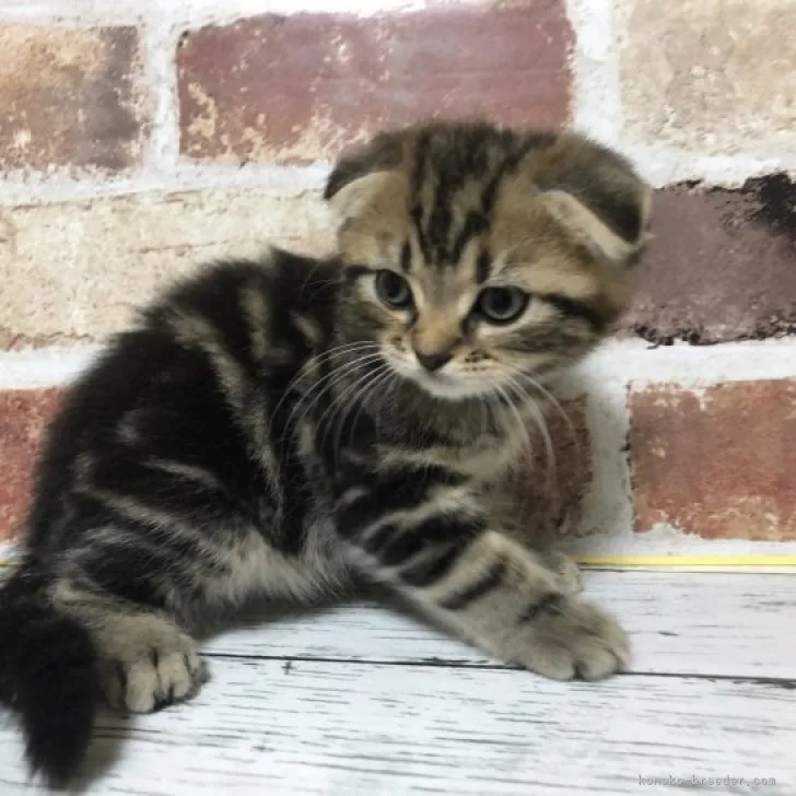 ID:2310-02551の子猫