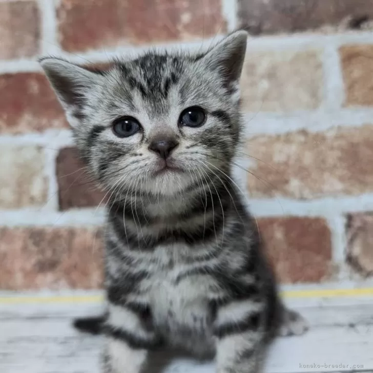 ID：2403-00453の子猫