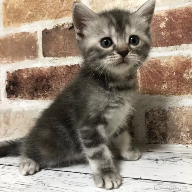 ID：2409-00545の子猫