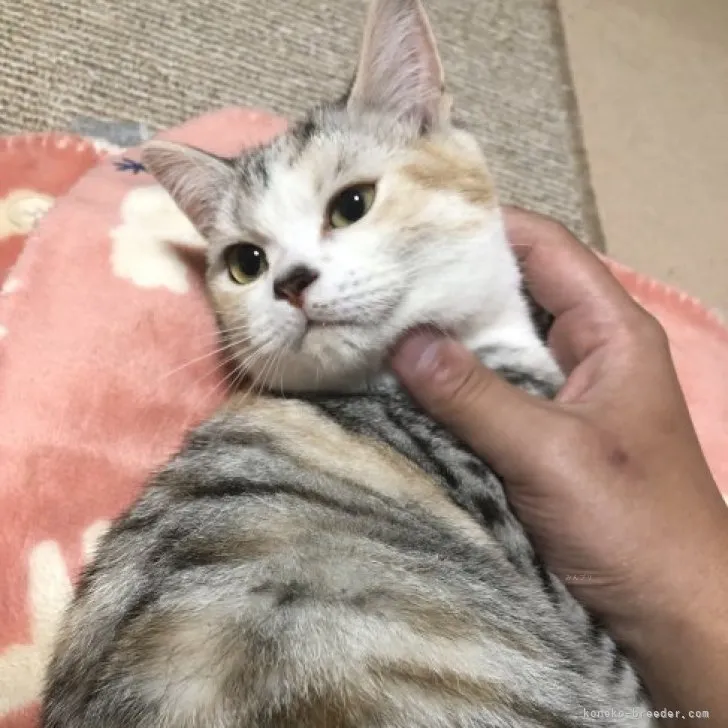 ID:2308-02566の子猫