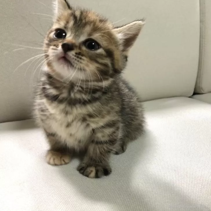 ID:2409-00976の子猫