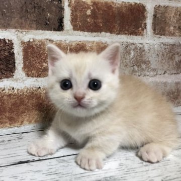 スコティッシュフォールド【千葉県・男の子・2023年9月10日・クリームタビー】の写真「6人兄弟😁ちょっと小さなびびりさん😆（⑤の子）」