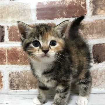 マンチカン【千葉県・女の子・2024年9月18日・キャリコ（ショートヘア）】の写真「兄弟で1番おてんばかな😆でも撫でたらうっとり☺️」