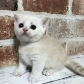 スコティッシュフォールド(立ち耳)【千葉県・男の子・2023年9月10日・クリームタビー】の写真1「10/7撮影もっちもち〜🐈‍⬛🎶もちたろぉ〜😆」