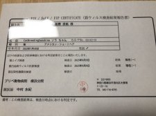 アメリカンショートヘア【・男の子・2022年1月30日・シルバータビー】「猫白血病・猫エイズクリア」