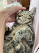 アメリカンショートヘア【・女の子・2019年10月29日・ブラウンタビー】「旅立った子猫ちゃん✨️めちゃ似てます😆」